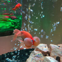 奈良金魚ミュージアム